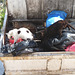 Feline Dumpster Divers