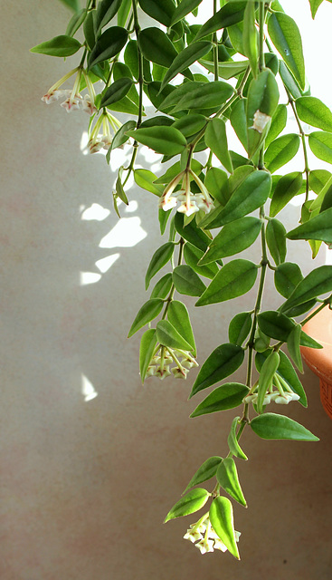 Hoya lanceolata - bella (4)