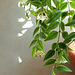 Hoya lanceolata - bella (4)