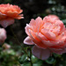 Roses, Biltmore