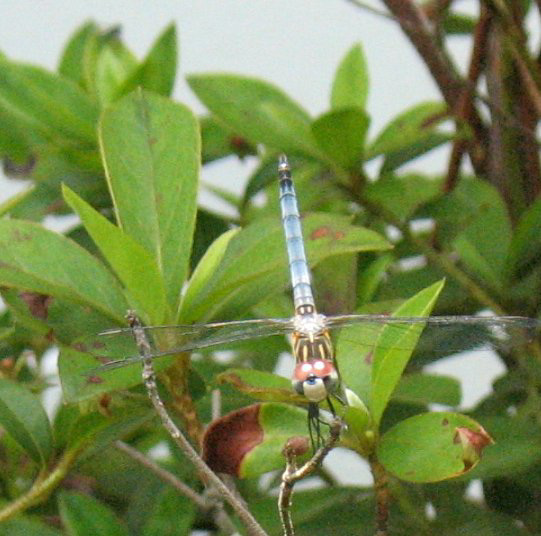 Dragonfly .. Blue Dasher