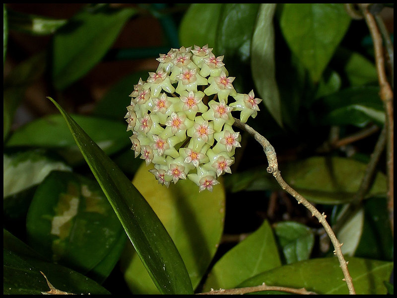 Hoya sp.affinis parasitica (3)