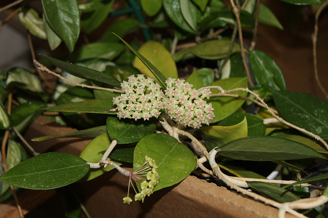 Hoya sp.affinis parasitica
