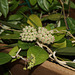 Hoya sp.affinis parasitica