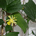 Passiflora citrina  (2)