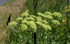 Heracleum sphondylium subsp sibiricum= Heracleum sibiricum= H.lecoqii