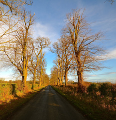 Staffordshire Lane