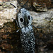 "Eyed" click beetle -- another view