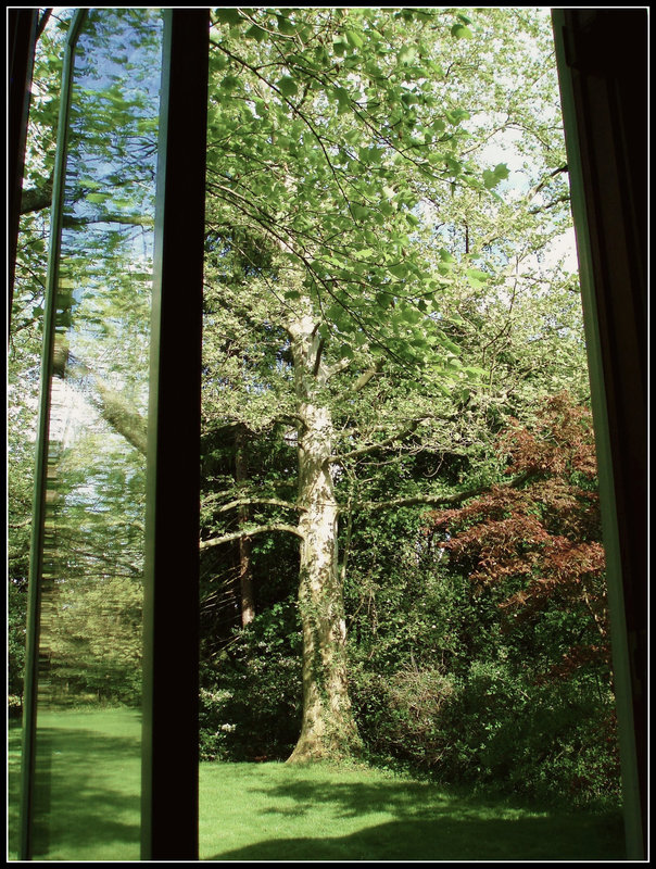 Window Tree
