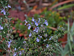Prostrate Rosemary