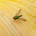 Iridescent green fly on daylily
