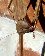 Praying mantis grooming