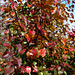 Hawthorn in Autumn