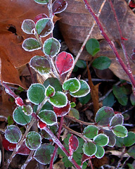 Frost on Cotoneaster