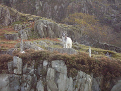 wild - rocks and goat