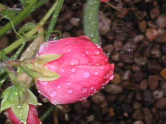 Water droplets on my flowers