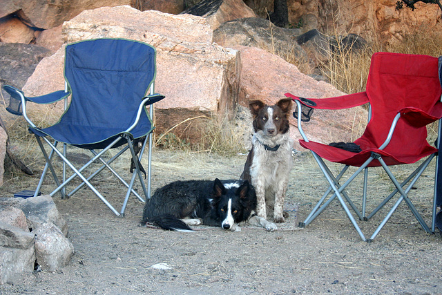 My Camp Dogs