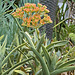 Desert Flower – Phipps Conservatory, Pittsburgh, Pennsylvania