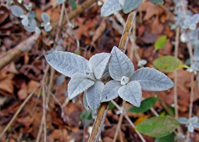 Butterfly Bush Leaves