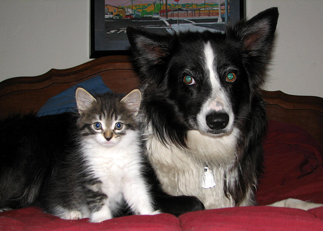 Dog & Cat