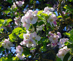 Muchelney apple blossom