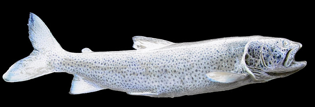 ghost trout