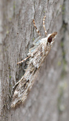 Moth.Crambidea sp,Scoparia ambigulais