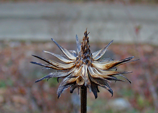 Spent Coneflower Seed Head