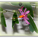 Passiflora tulae (4)