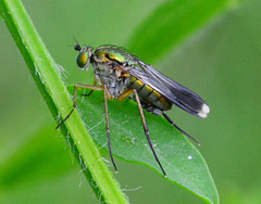Fly.Poecilobothrus nobilitatus