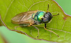 Soldier Fly.Chloromyia formosa