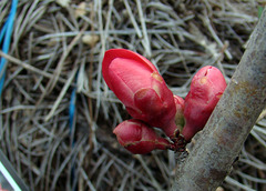 Flowering Quince Buds