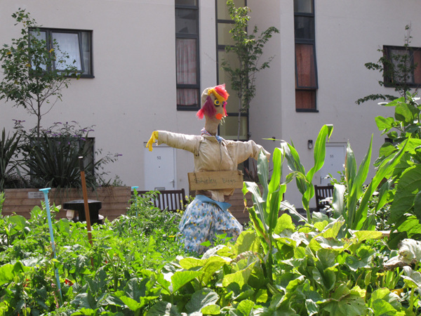 Scarecrow in community garden
