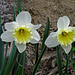 Daffodil - Ice Follies