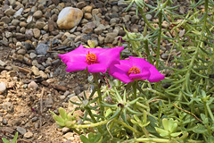 Desert Flower – Phipps Conservatory, Pittsburgh, Pennsylvania