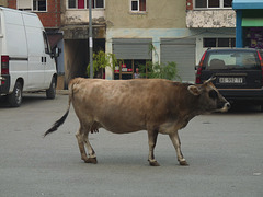 Bajram Curri- Stray Cow