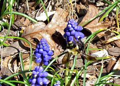 Bumblebee on Grape Hyacinth