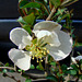 White Flowering Quince