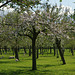 Burrow Hill orchard 7