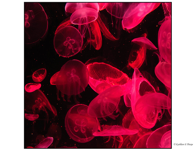 Moon Jellyfish in Red