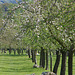 Burrow Hill orchard 5