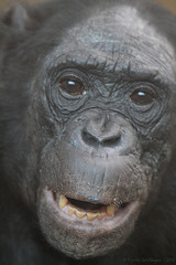 Bonobo-Matriarchin Kombote (Wilhelma)