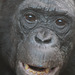 Bonobo-Matriarchin Kombote (Wilhelma)