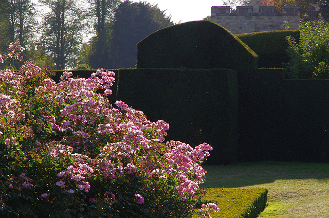 pink roses and yew hedges