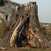 Valbona Valley- Tree Stump