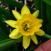 Aberrant Daffodil Flower