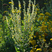 mullein and yarrow