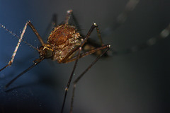 Mosquito Portrait
