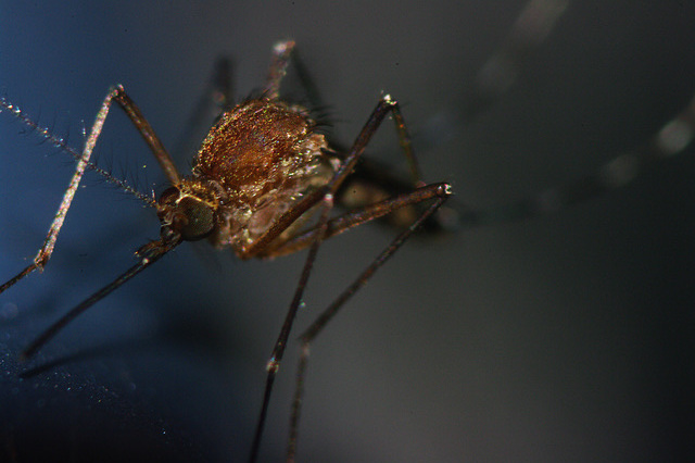 Mosquito Portrait