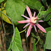 Passiflora sanguinolenta (2)